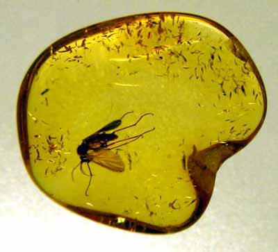 Fossil Amber with Insect